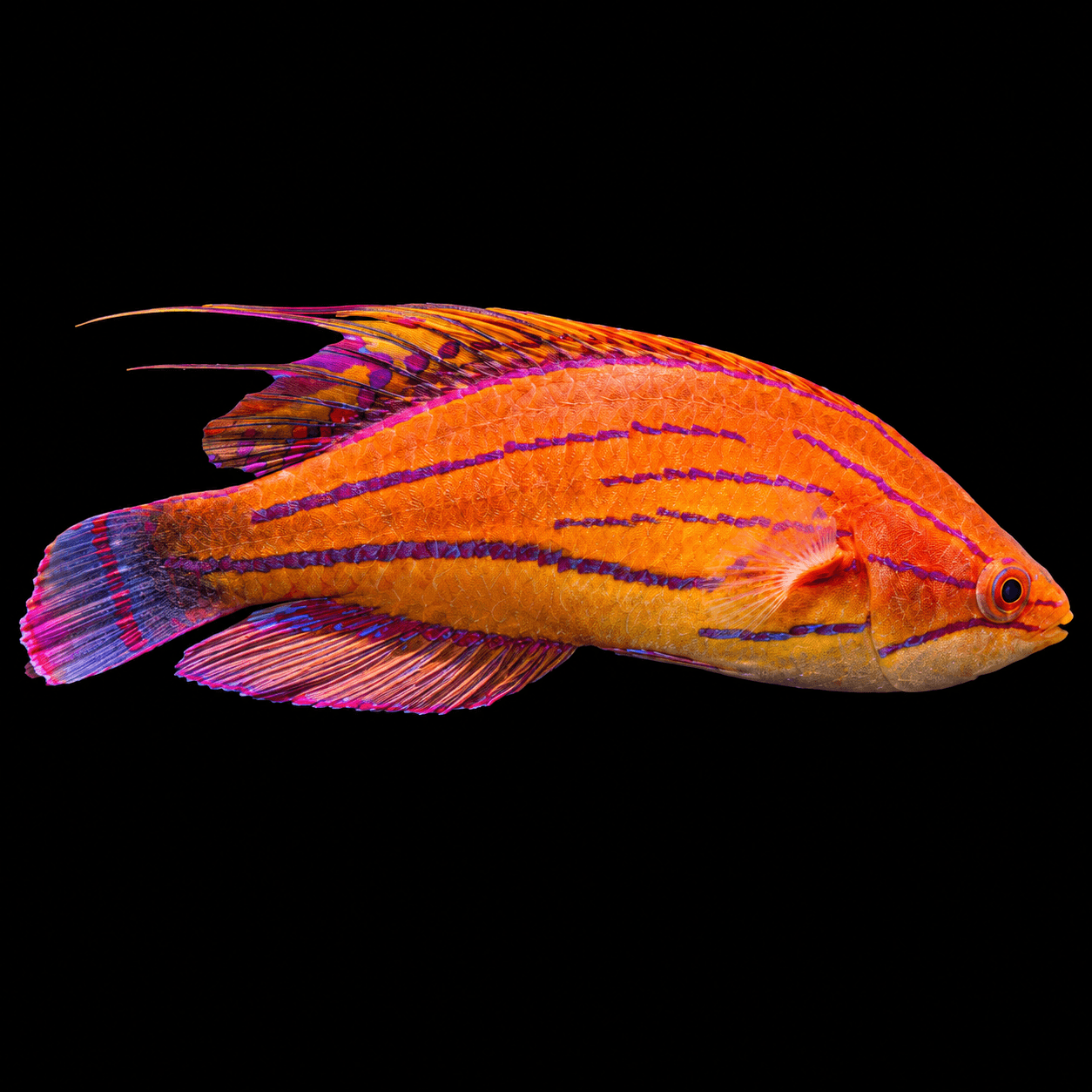 Carpenter Wrasse
