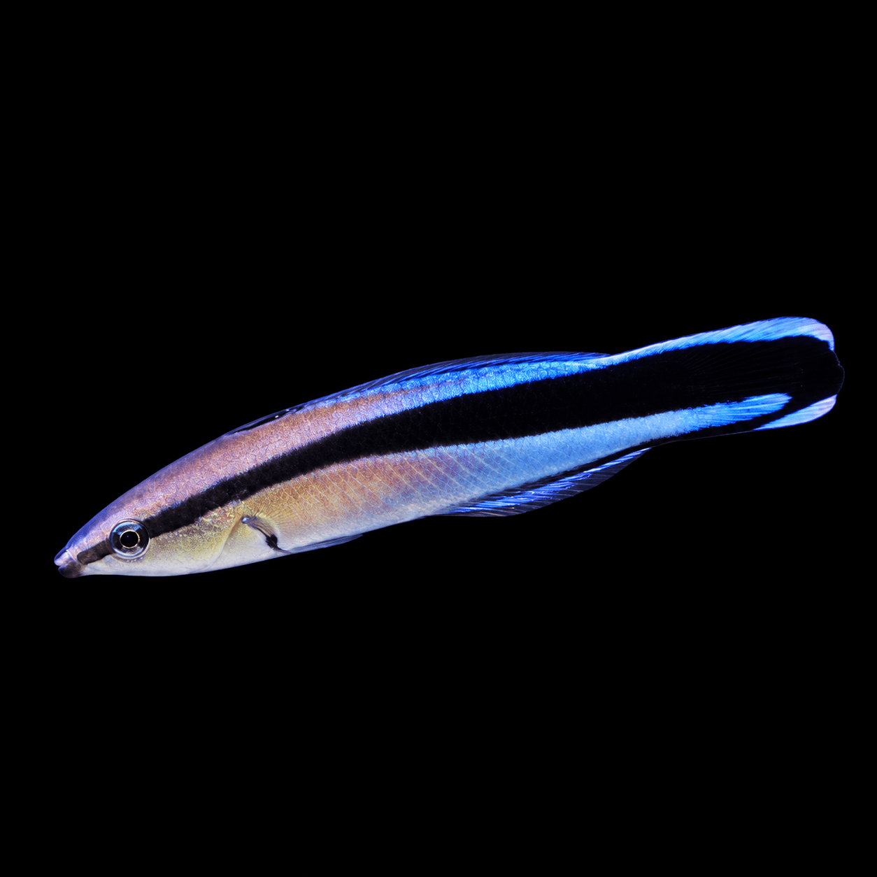 Cleaner Wrasse