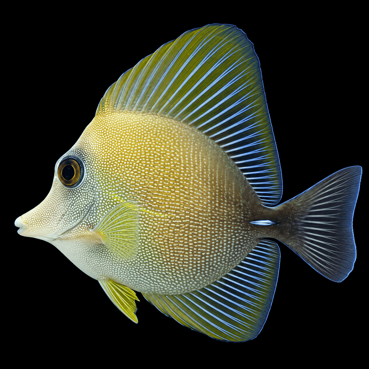 Scopas Tang