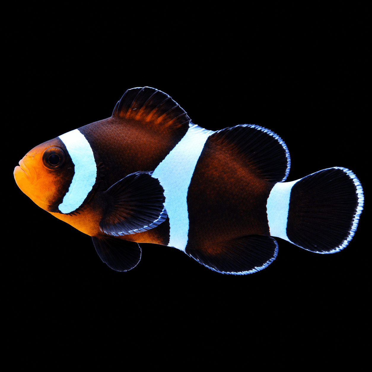 Ocellaris Caramel