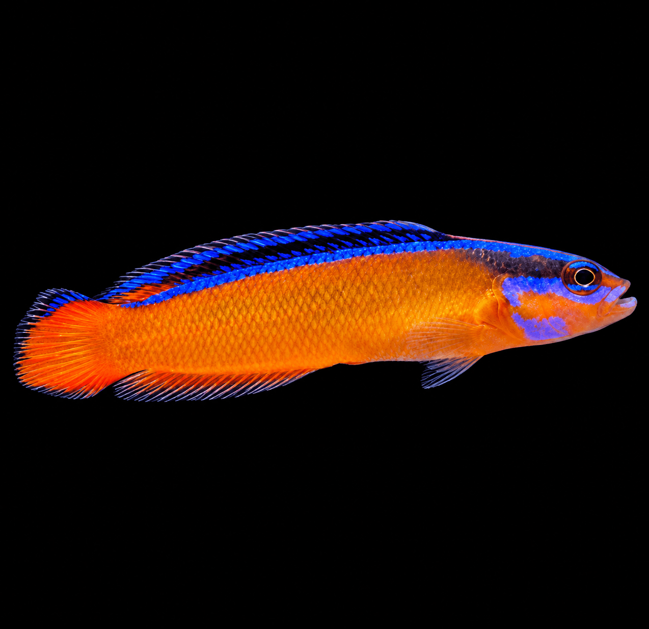 Pseudochromis Aldabraensis