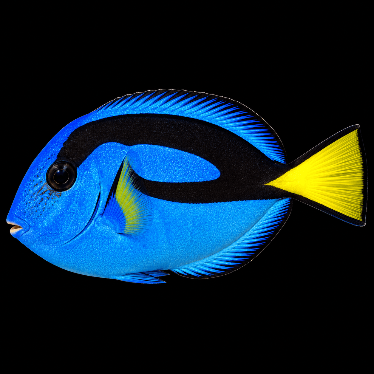 Hepatus P.