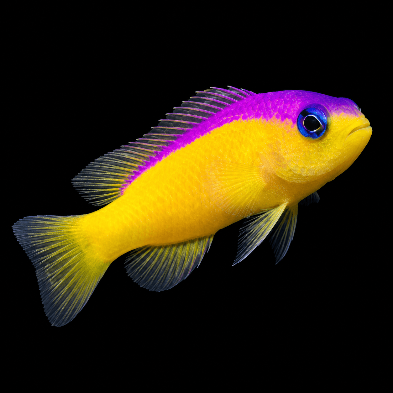 Pseudochromis Diadema