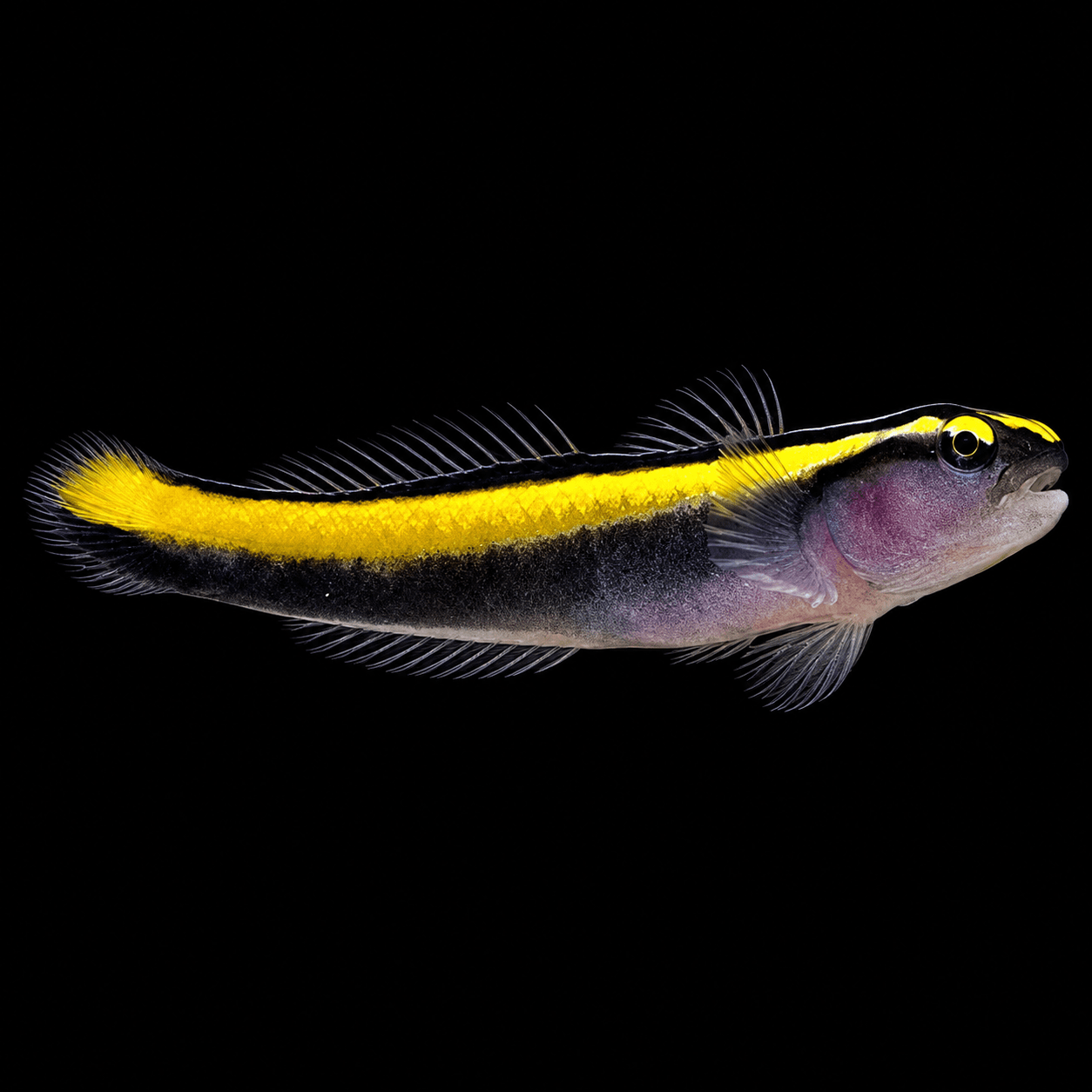 Neon Goby Yellow