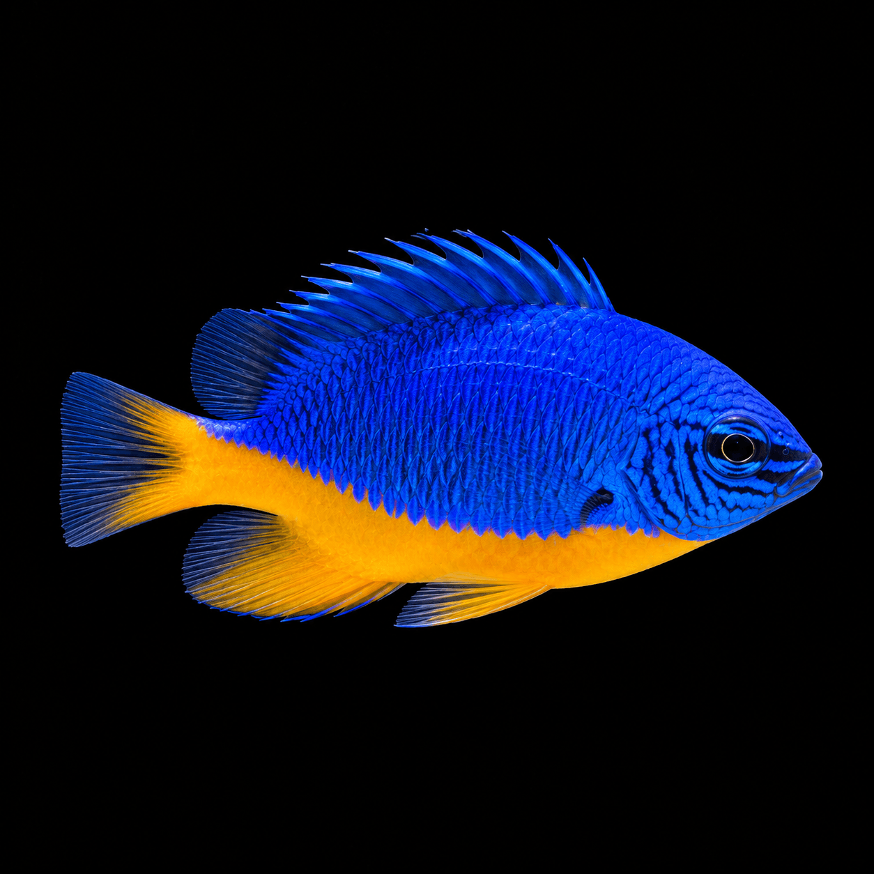 Donzela Kupang