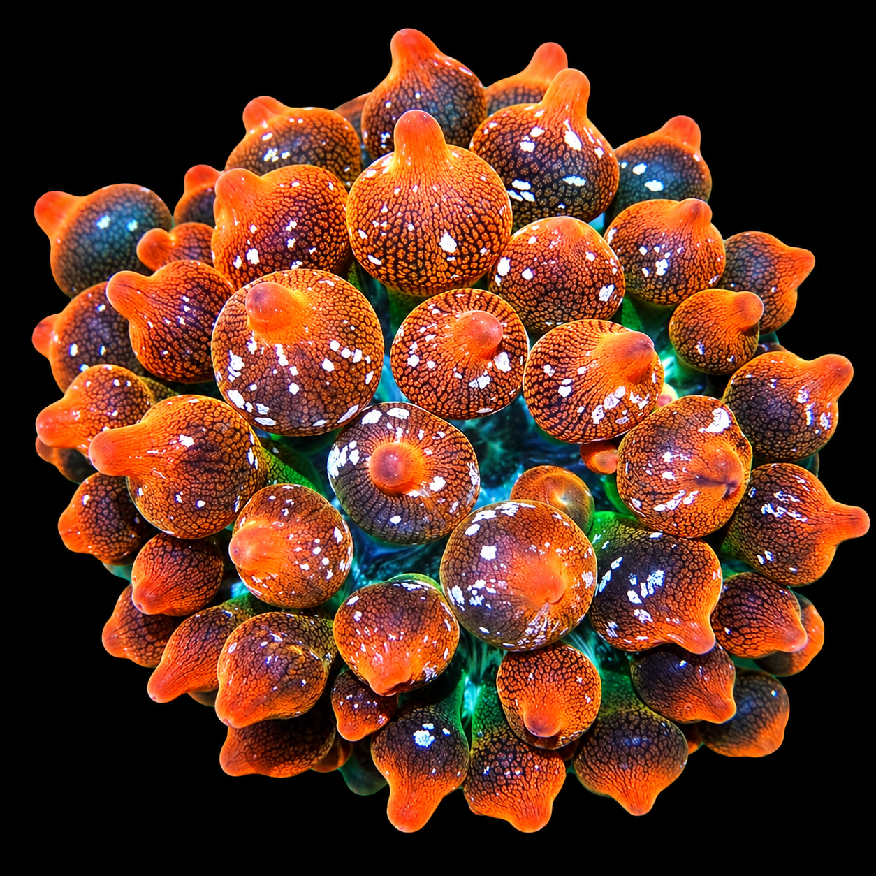 Sunburst Snowflake Anêmona