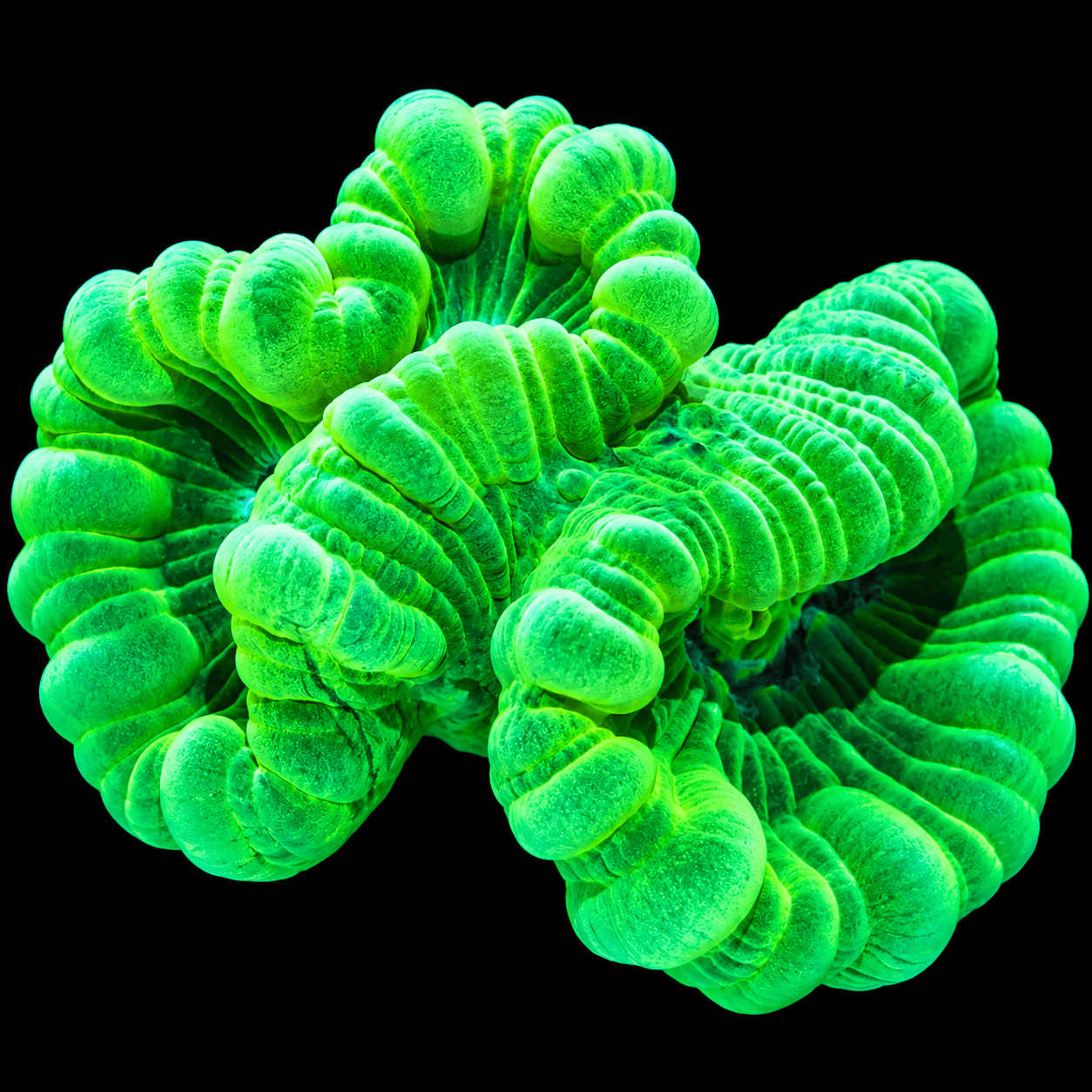 Trumpet Kriptonita