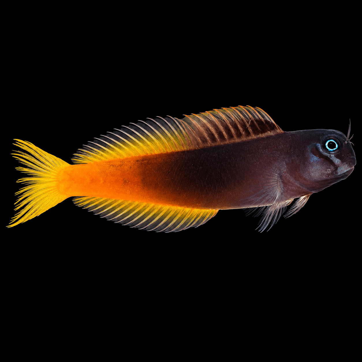 Bicolor Blenny