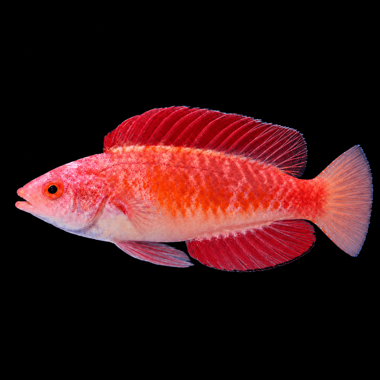 Red Fin Fairy Wrasse