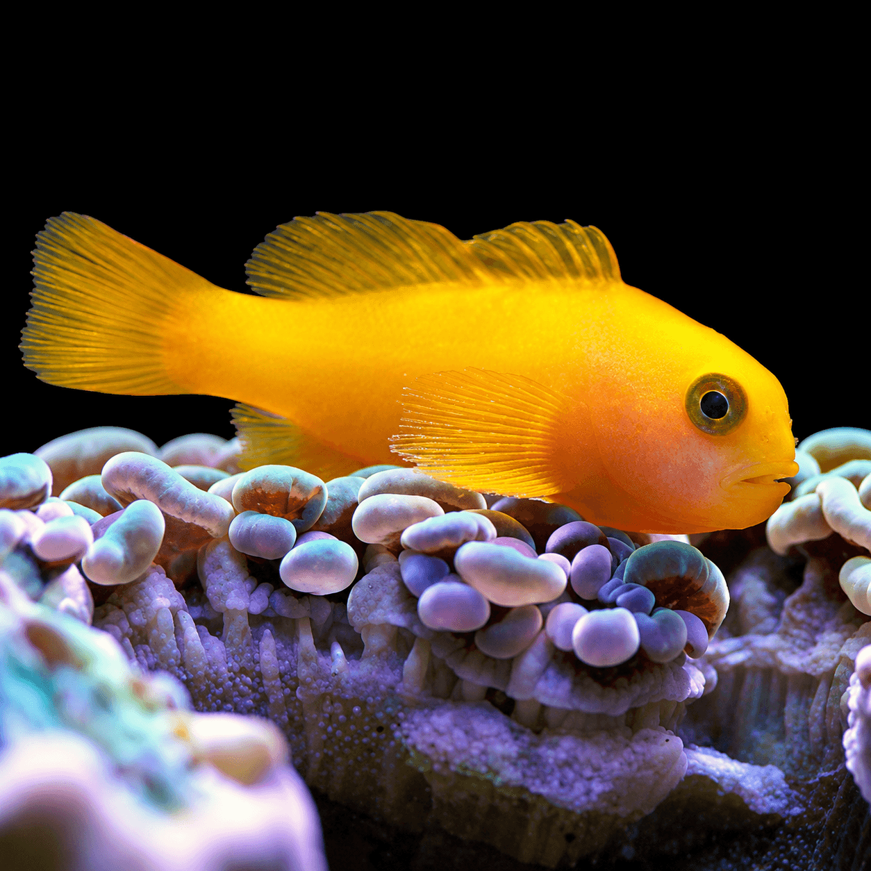 Yellow Coral Goby
