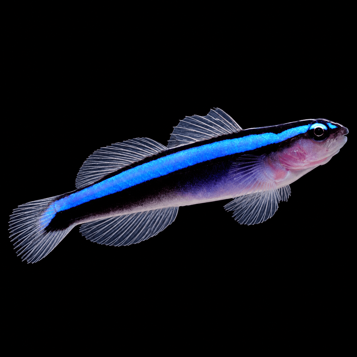 Neon Goby Blue