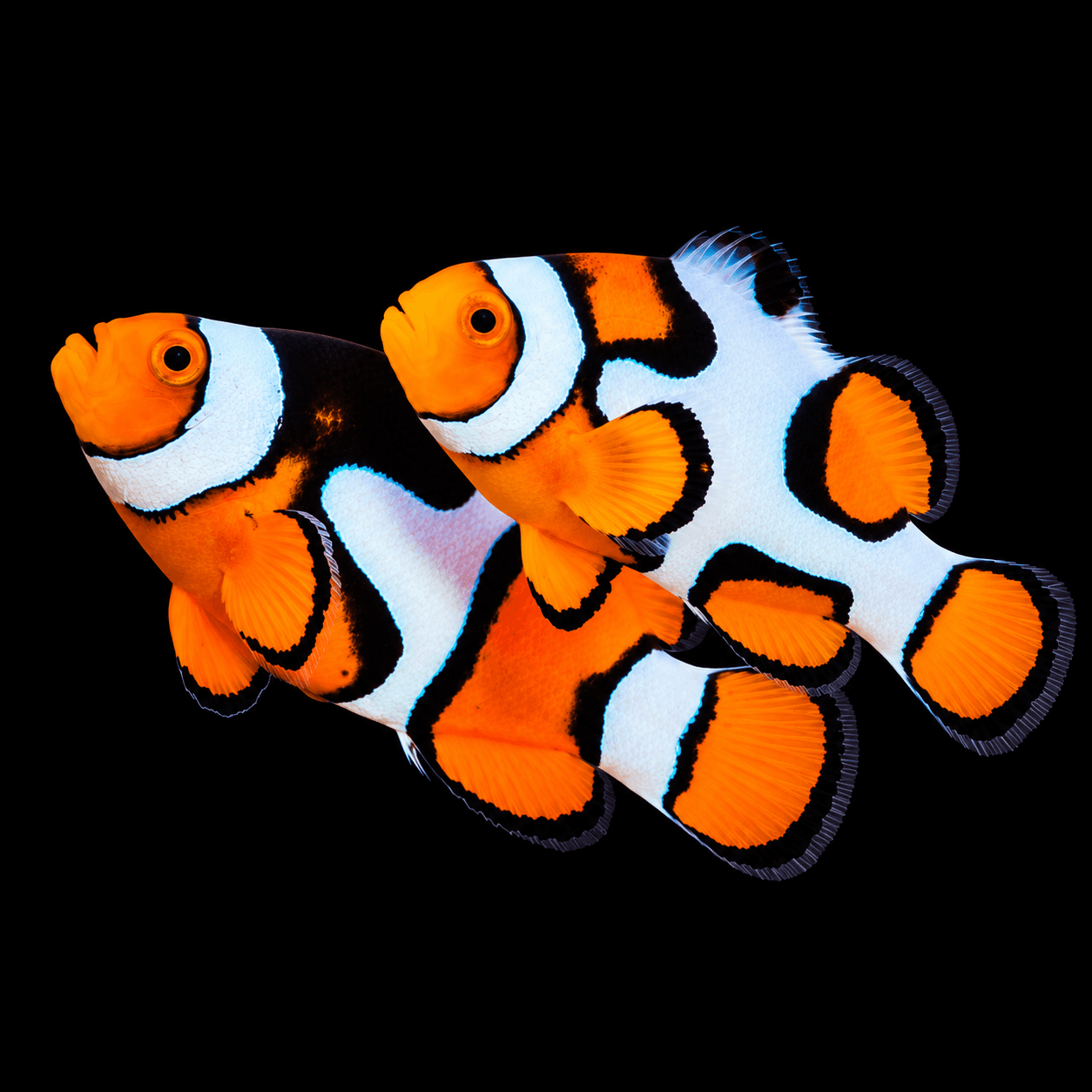 Ocellaris Casal Picasso