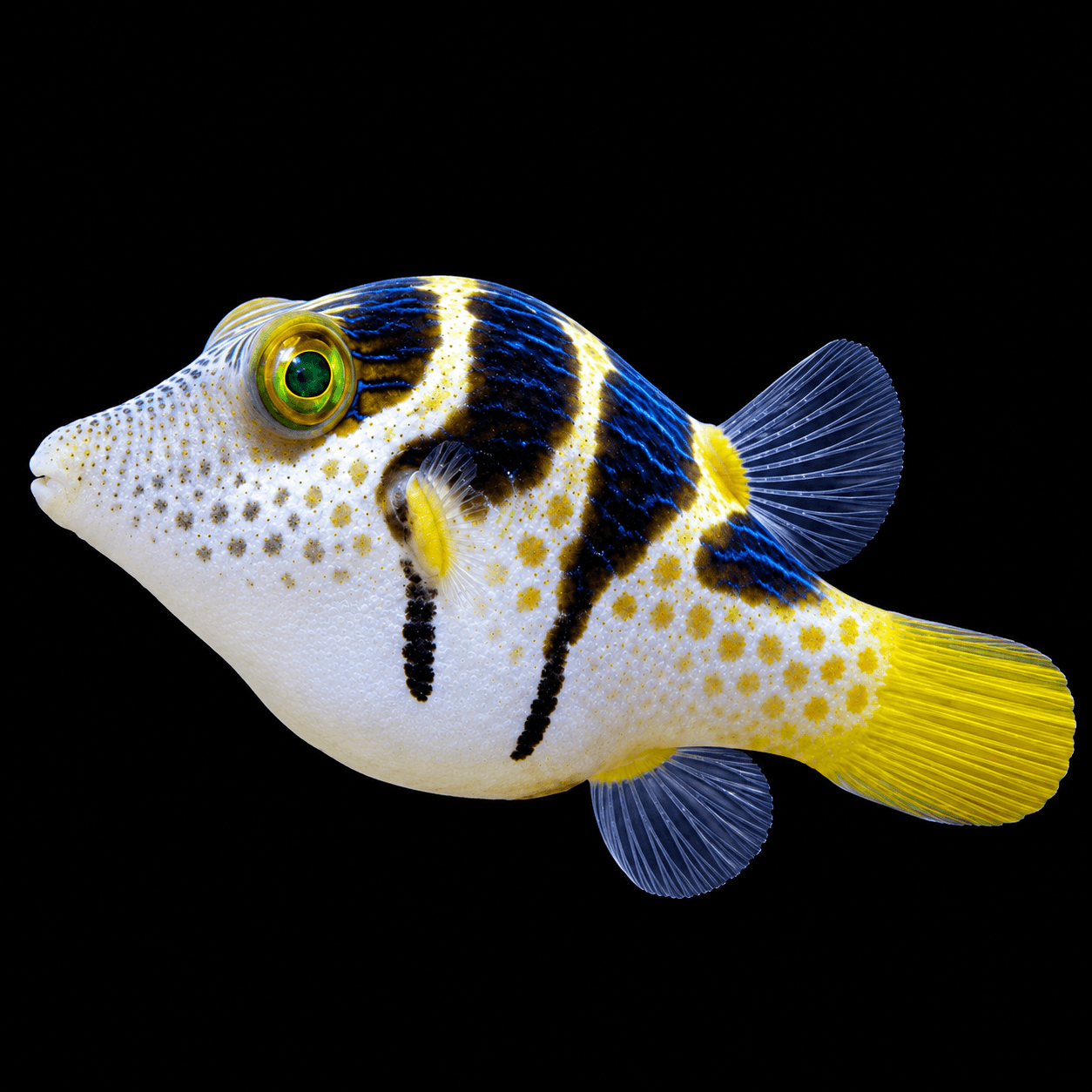 Puffer Valentini